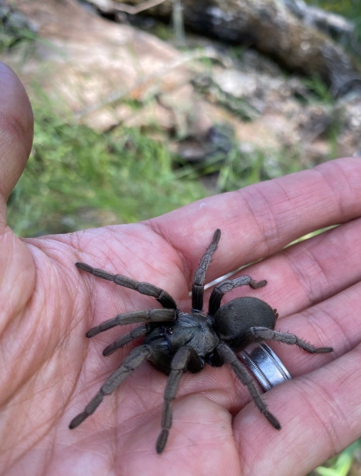 False Tarantula